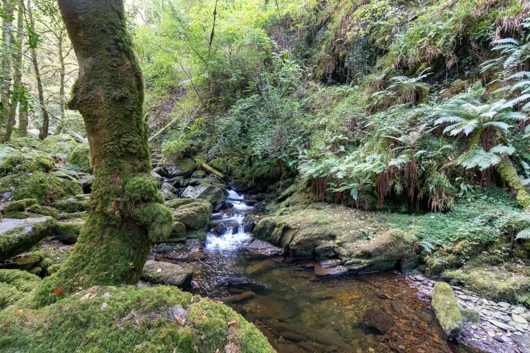 torc tree forest river owengarriff