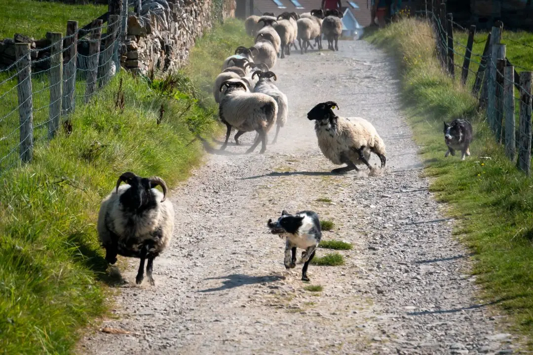 clifden castle sheep running with sheepdogs