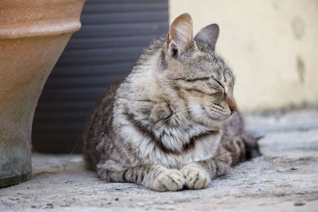 One of the cats in the monastery