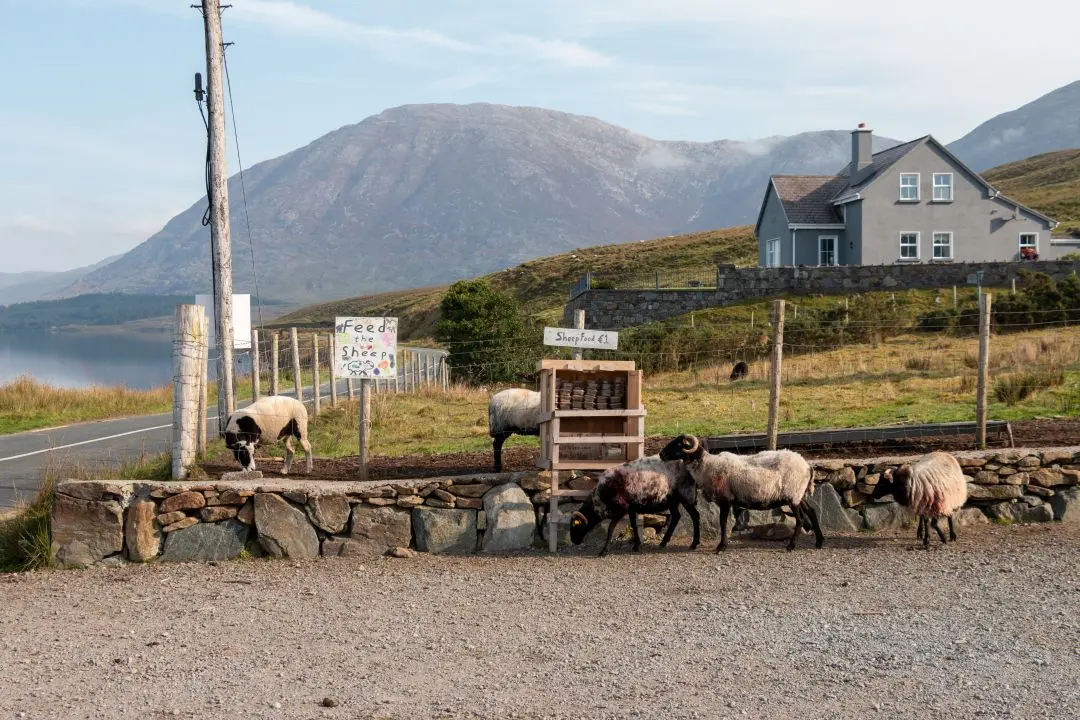 ireland sheep lake connemara