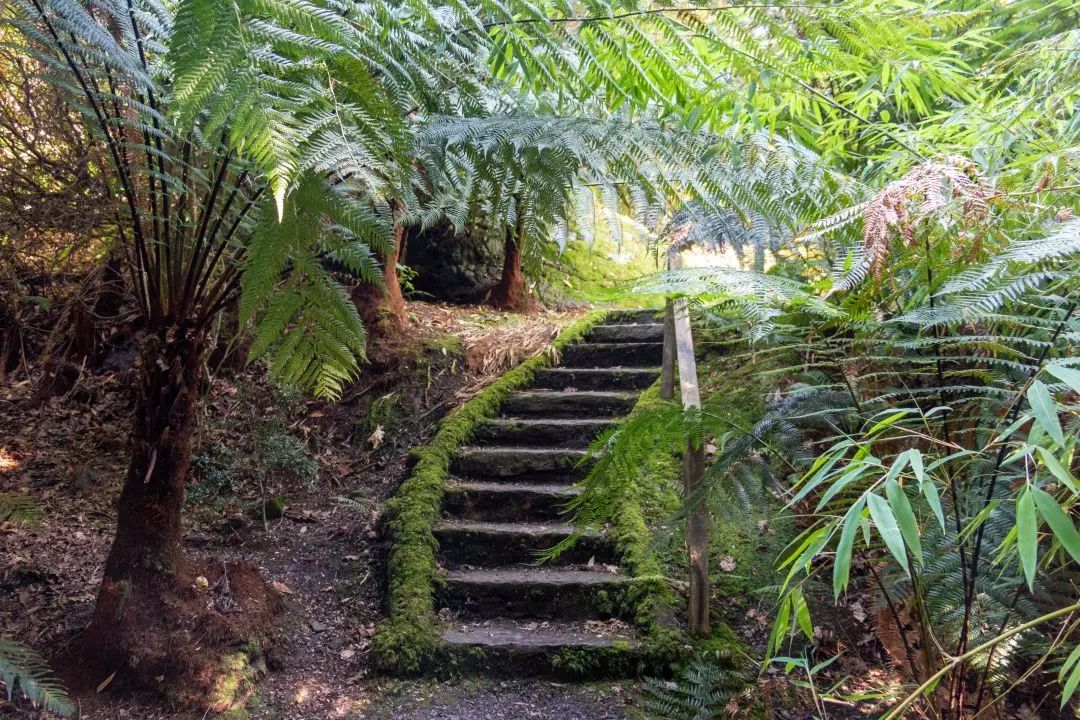 Derreen Garden staircase under ferns