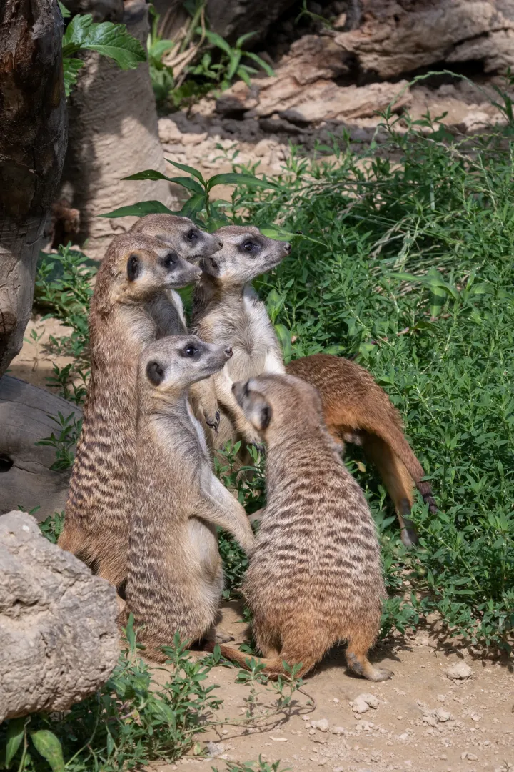 meerkats family zoo stadtpark lahr