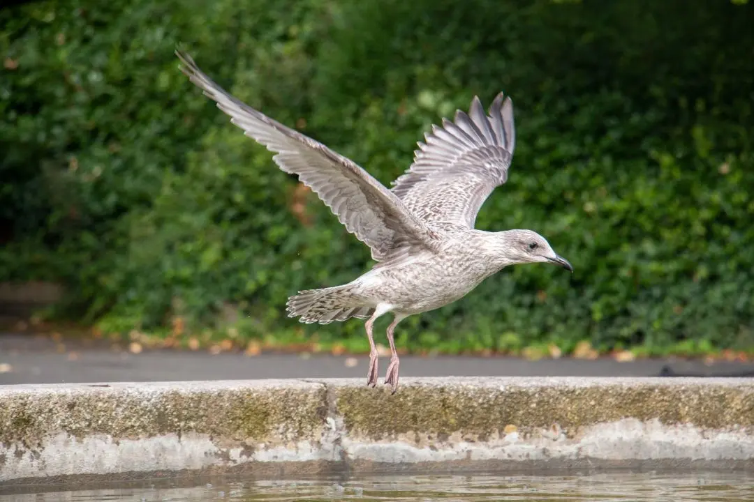 ireland dublin St Stephen-s Green park european herring gull