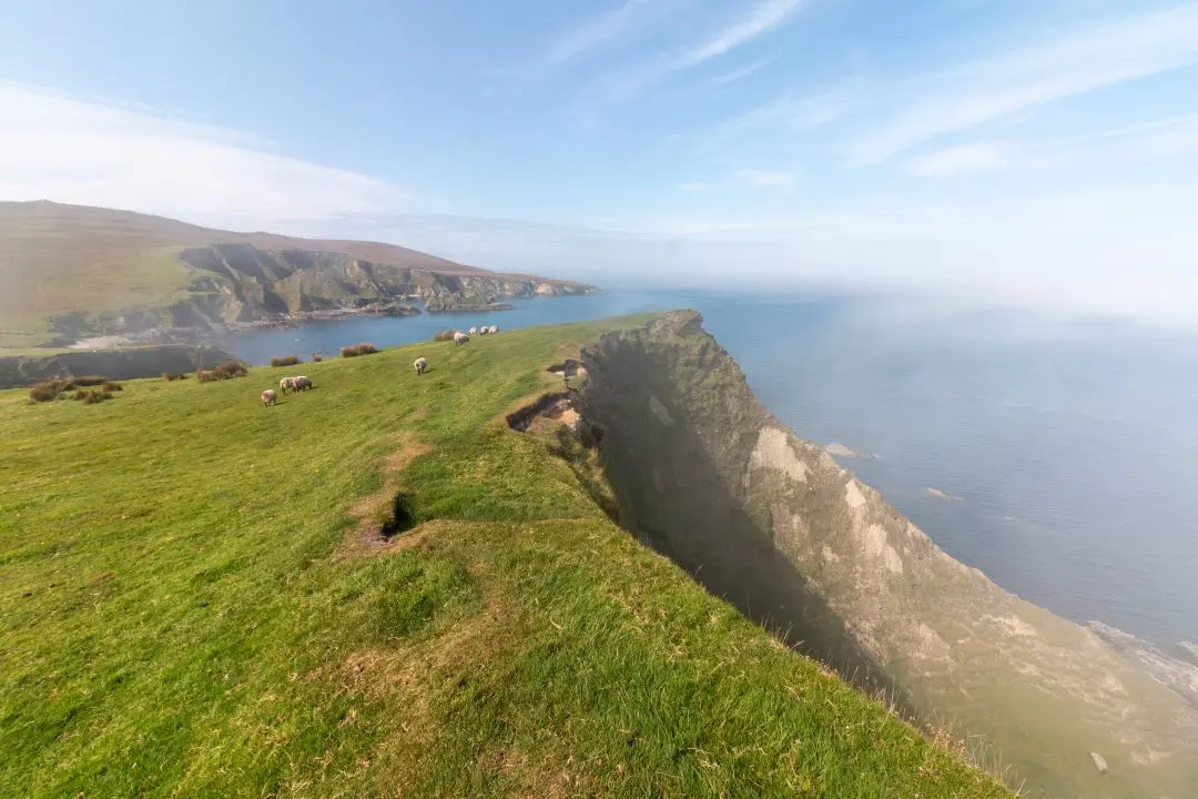 cleggan cliffs mist sheep summit