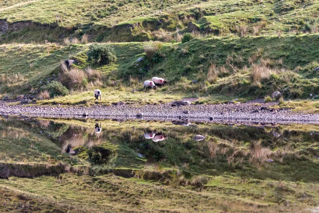 ireland sheep lake connemara water reflection