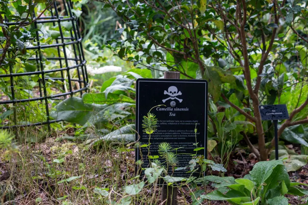 Poison Garden Blarney Castle