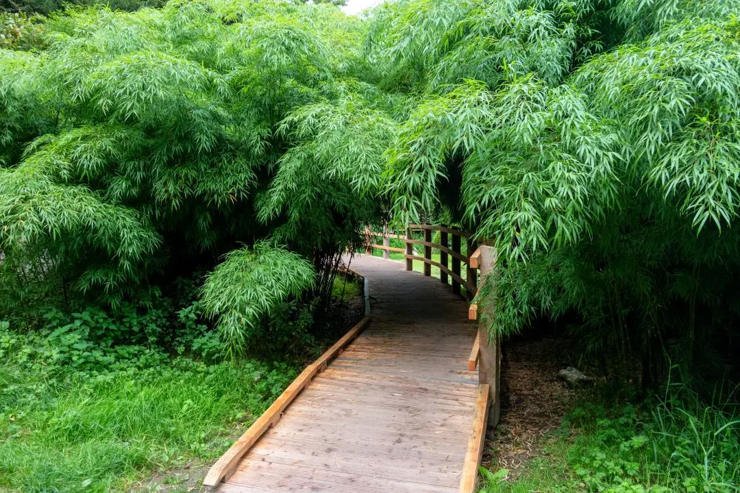 Bridge under the bamboo Blarney Castle