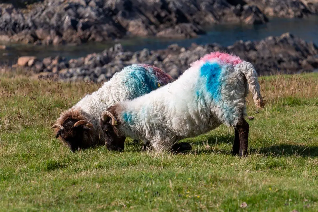 cleggan cliffs sheep graze on crouching grass