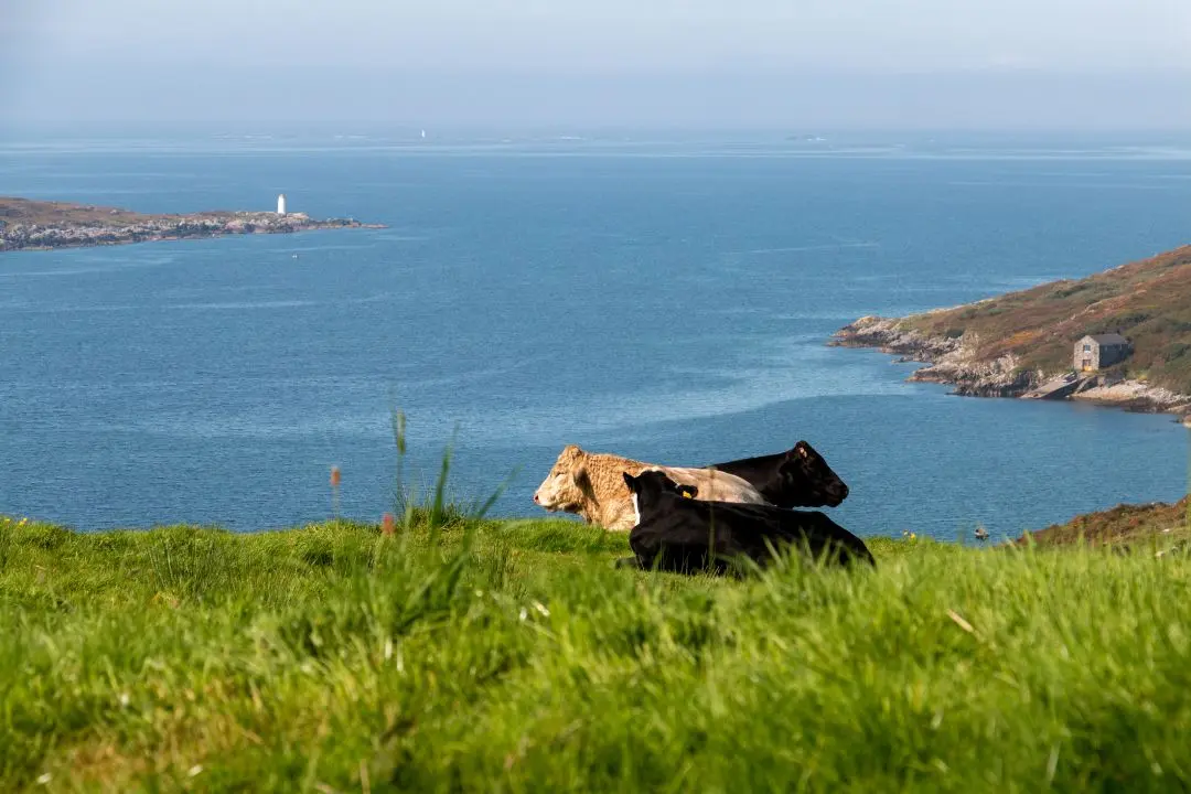 clifden bay cows lying grass in front of bay