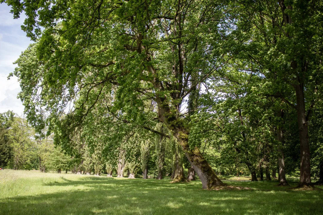 Trees lined up in the Schoppenwihr park