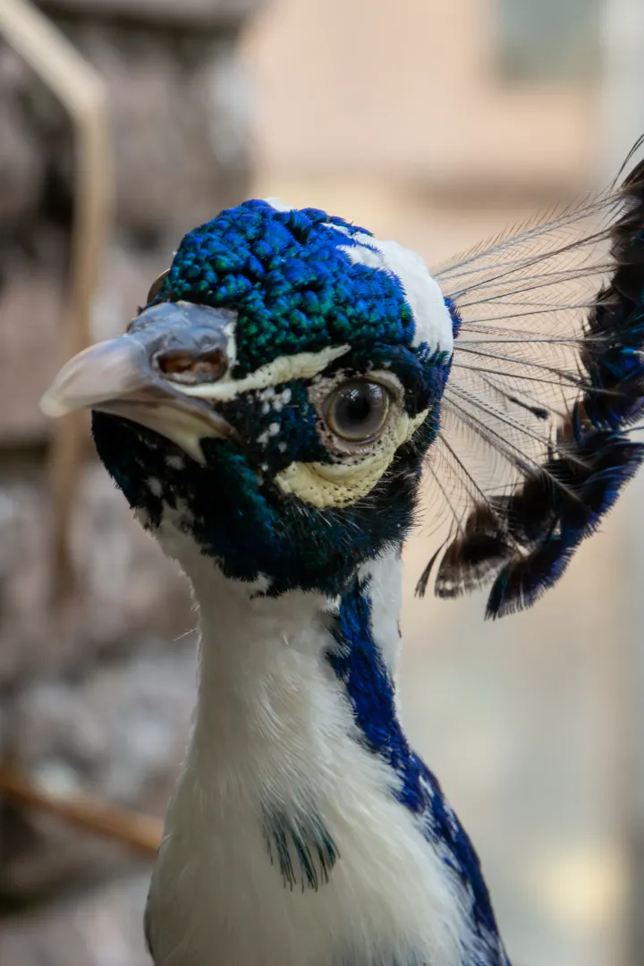 peacock stadtpark lahr